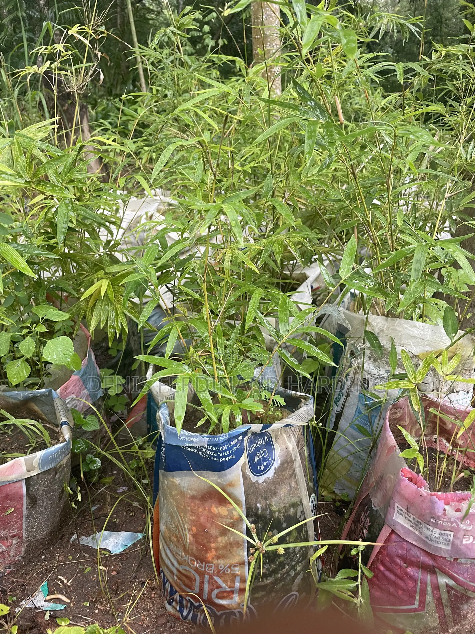 Bamboo for Sale
