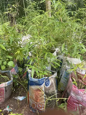 Bamboo for Sale