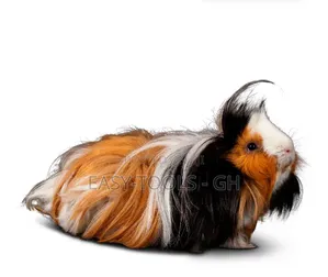 Guinea Pig Sheba Sh