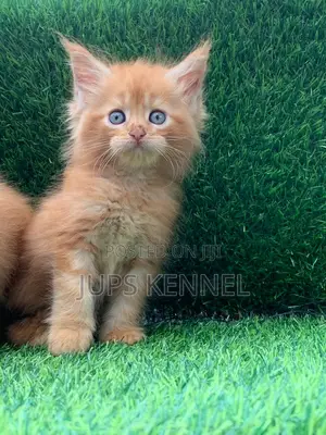 1-3 months Female Purebred Maine Coon