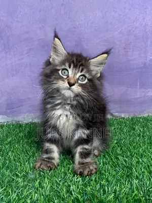 1-3 months Male Purebred Maine Coon