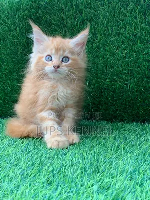 1-3 months Male Purebred Maine Coon