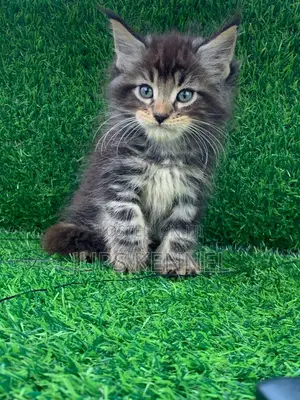 1-3 months Male Purebred Maine Coon
