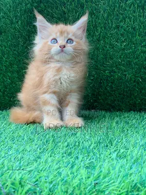 1-3 months Female Purebred Maine Coon