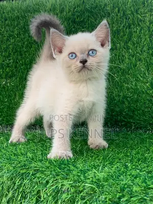 1-3 months Female Purebred British Shorthair