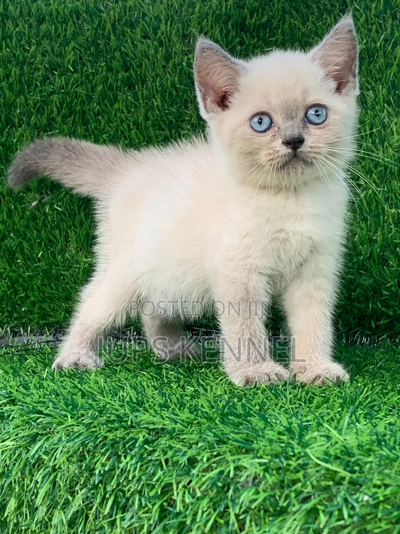 1-3 months Female Purebred British Shorthair