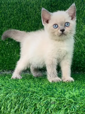 1-3 months Female Purebred British Shorthair