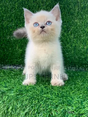1-3 months Female Purebred British Shorthair