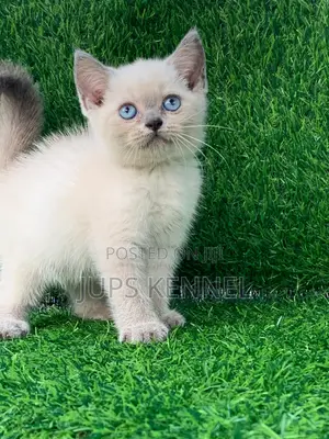 1-3 months Female Purebred British Shorthair