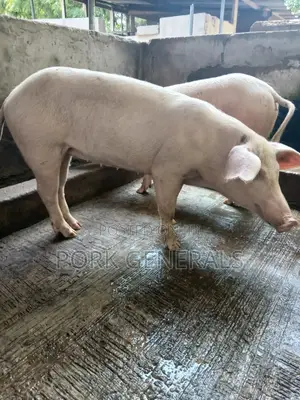 Clean Pork for Sale