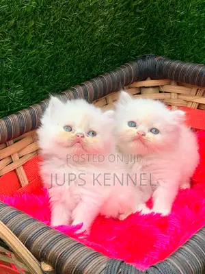 1-3 months Female Purebred Persian