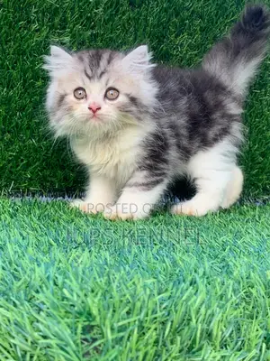 1-3 months Female Purebred Persian