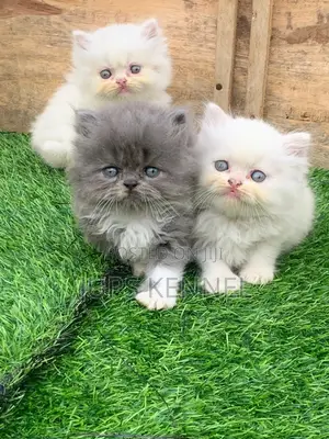 1-3 months Female Purebred Persian