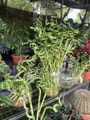 Lucky Bamboo for Sale