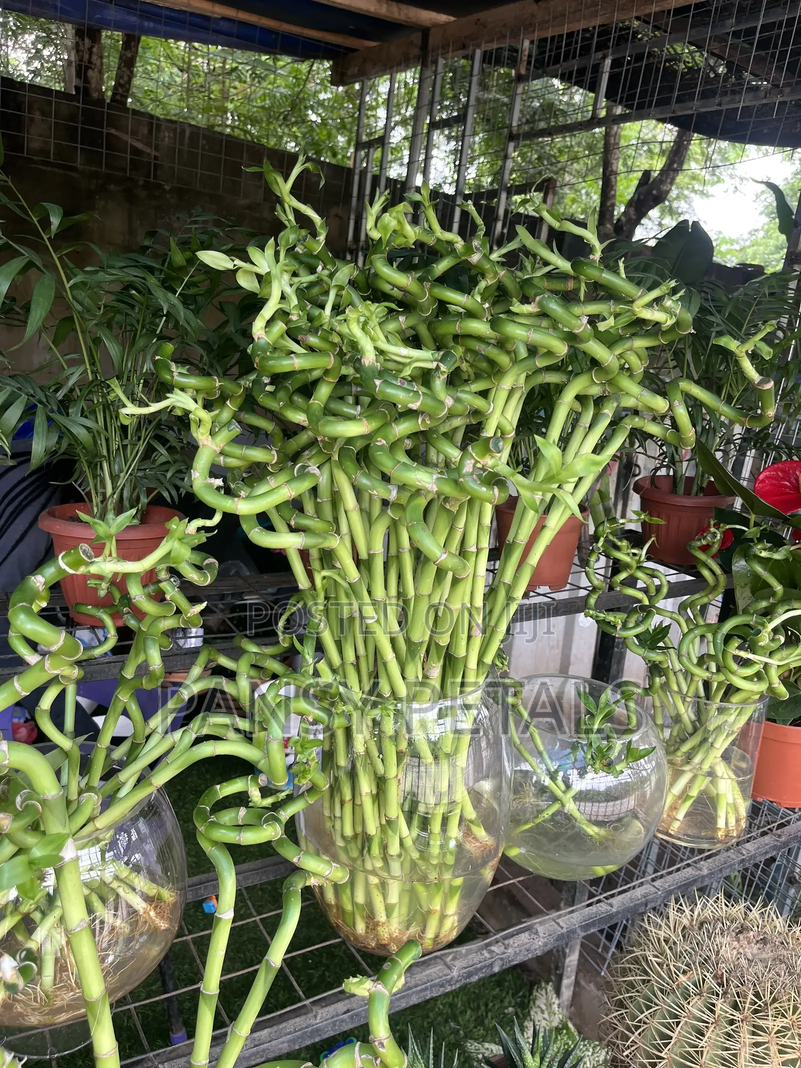 Lucky Bamboo for Sale