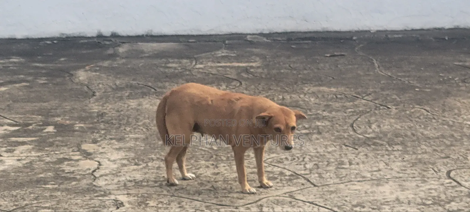 1+ year Female Purebred Dog