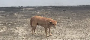 1+ year Female Purebred Dog