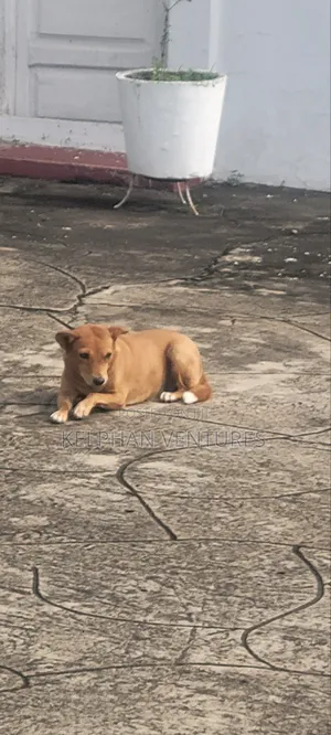 1+ year Female Purebred Dog