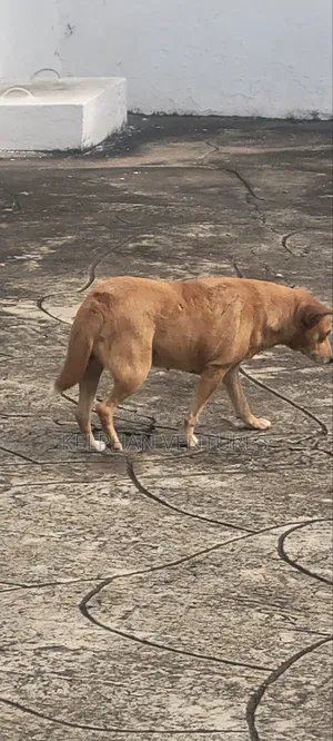 1+ year Female Purebred Dog