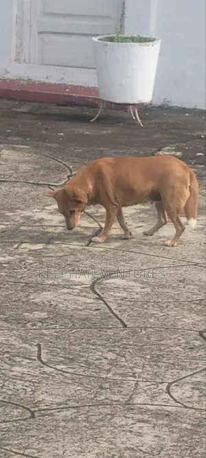 1+ year Female Purebred Dog