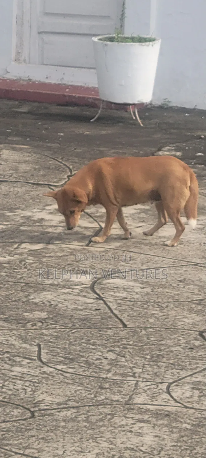 1+ year Female Purebred Dog