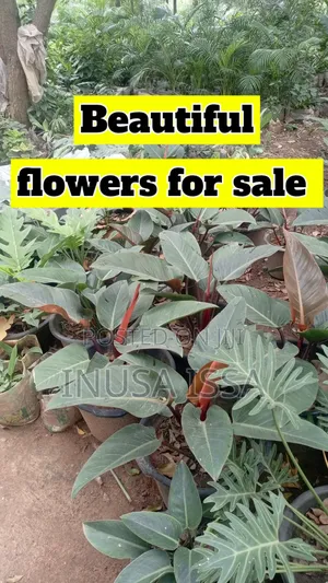 Flowers and Grasses for Sale
