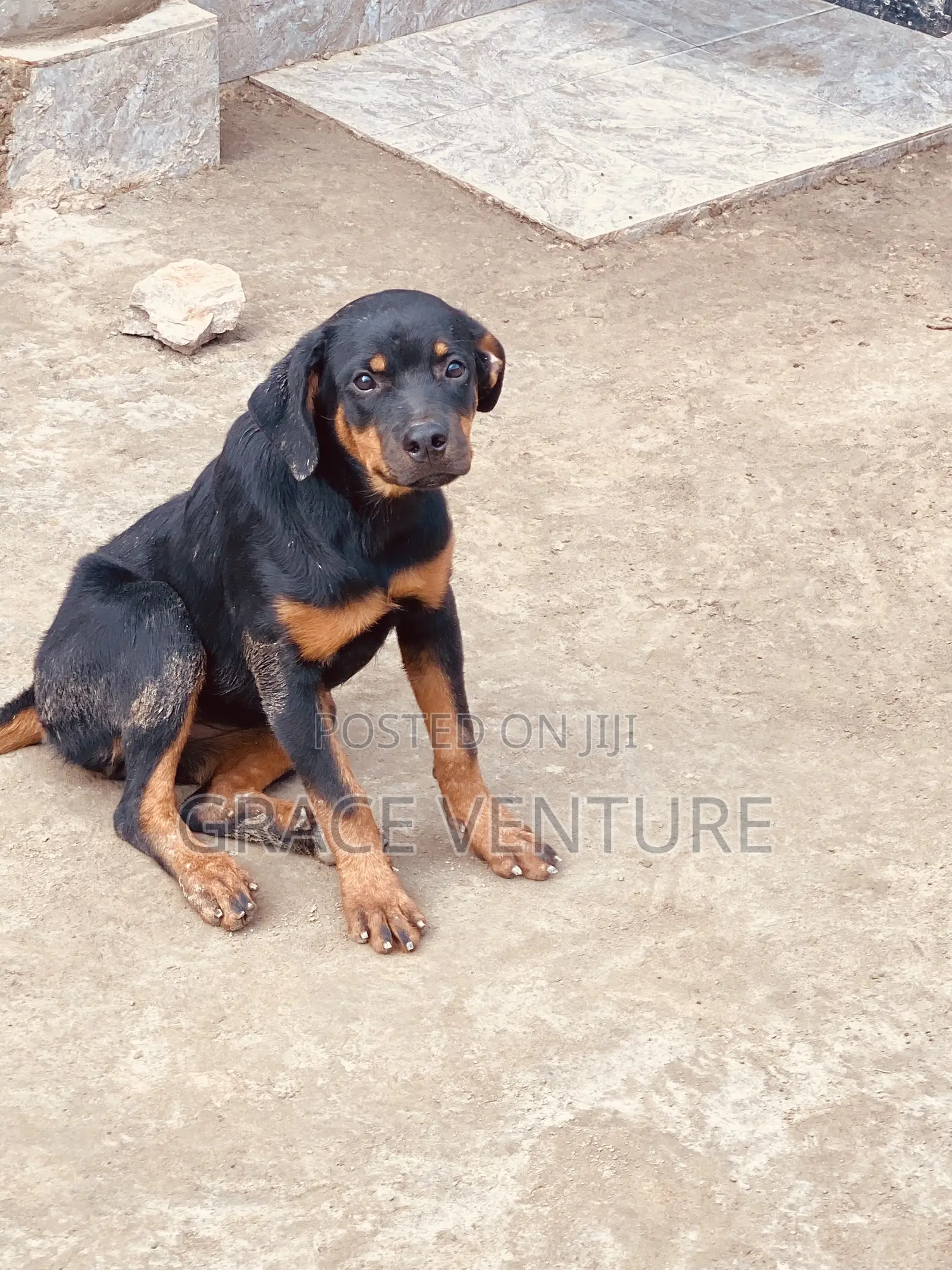 3-6 months Female Purebred Rottweiler