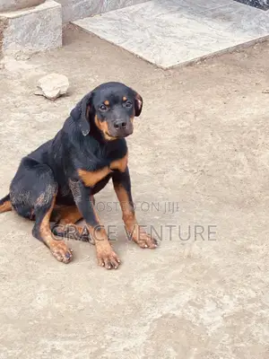 3-6 months Female Purebred Rottweiler