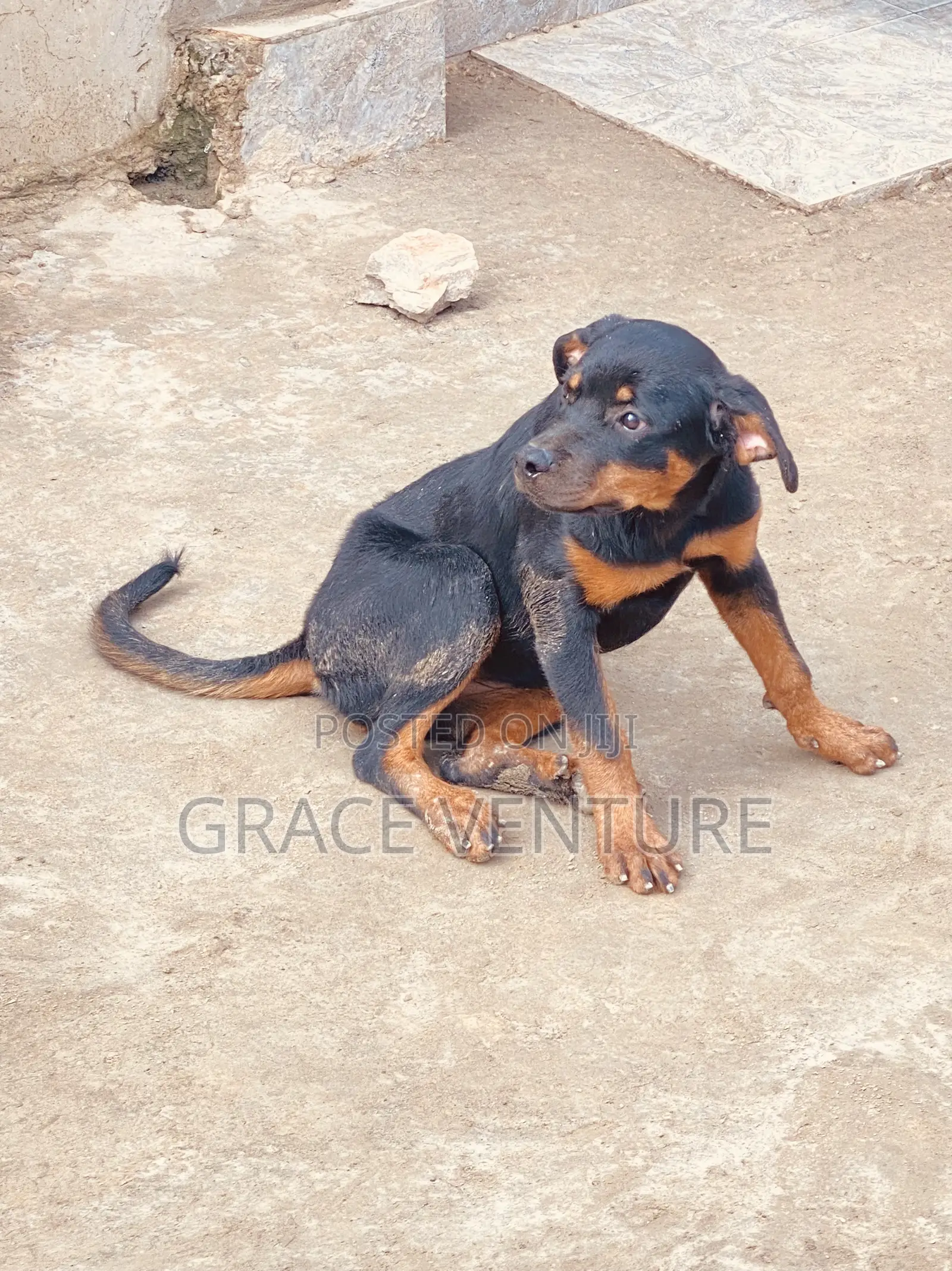 3-6 months Female Purebred Rottweiler