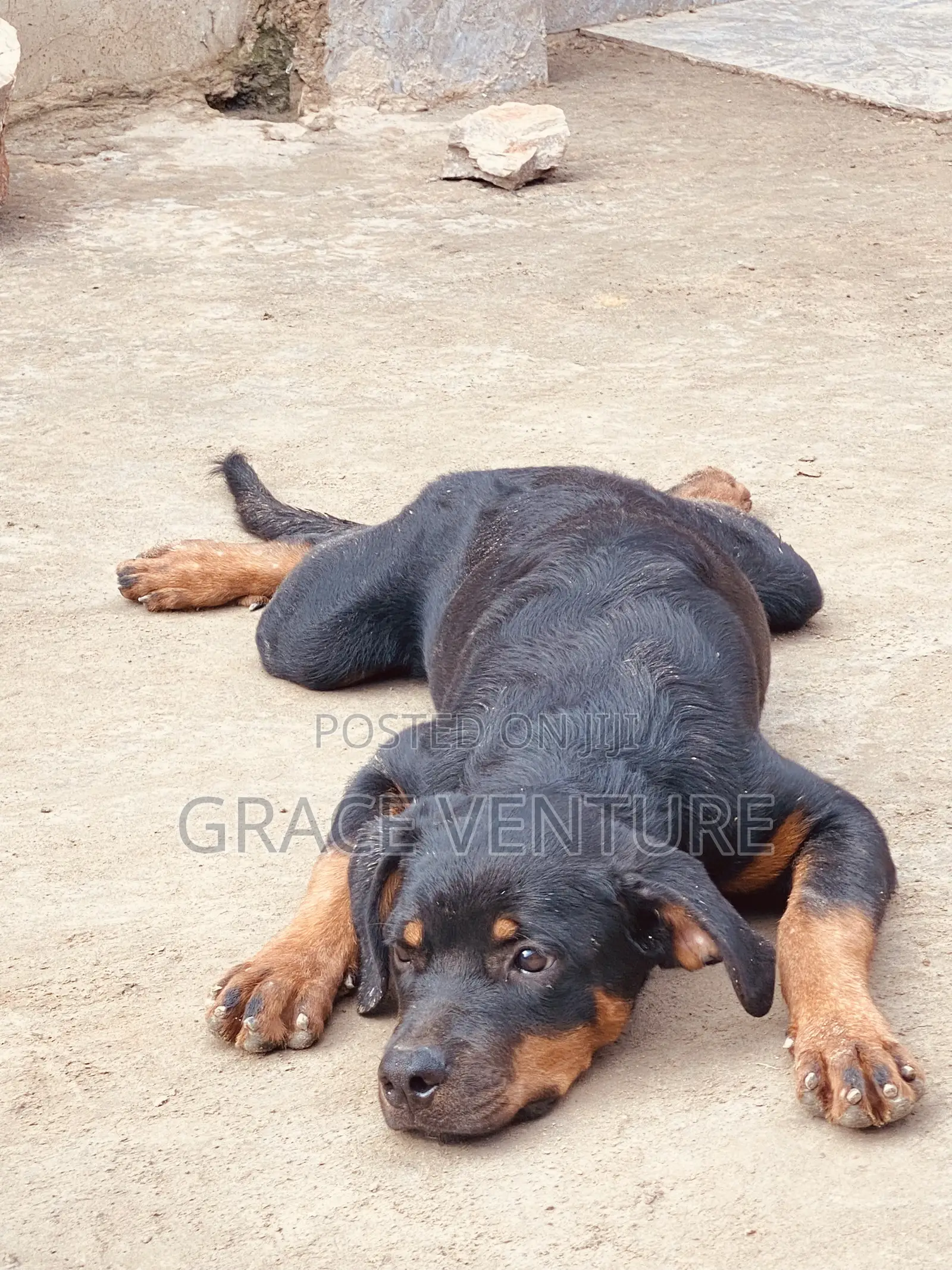 3-6 months Female Purebred Rottweiler