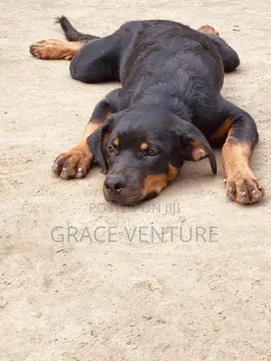 3-6 months Female Purebred Rottweiler