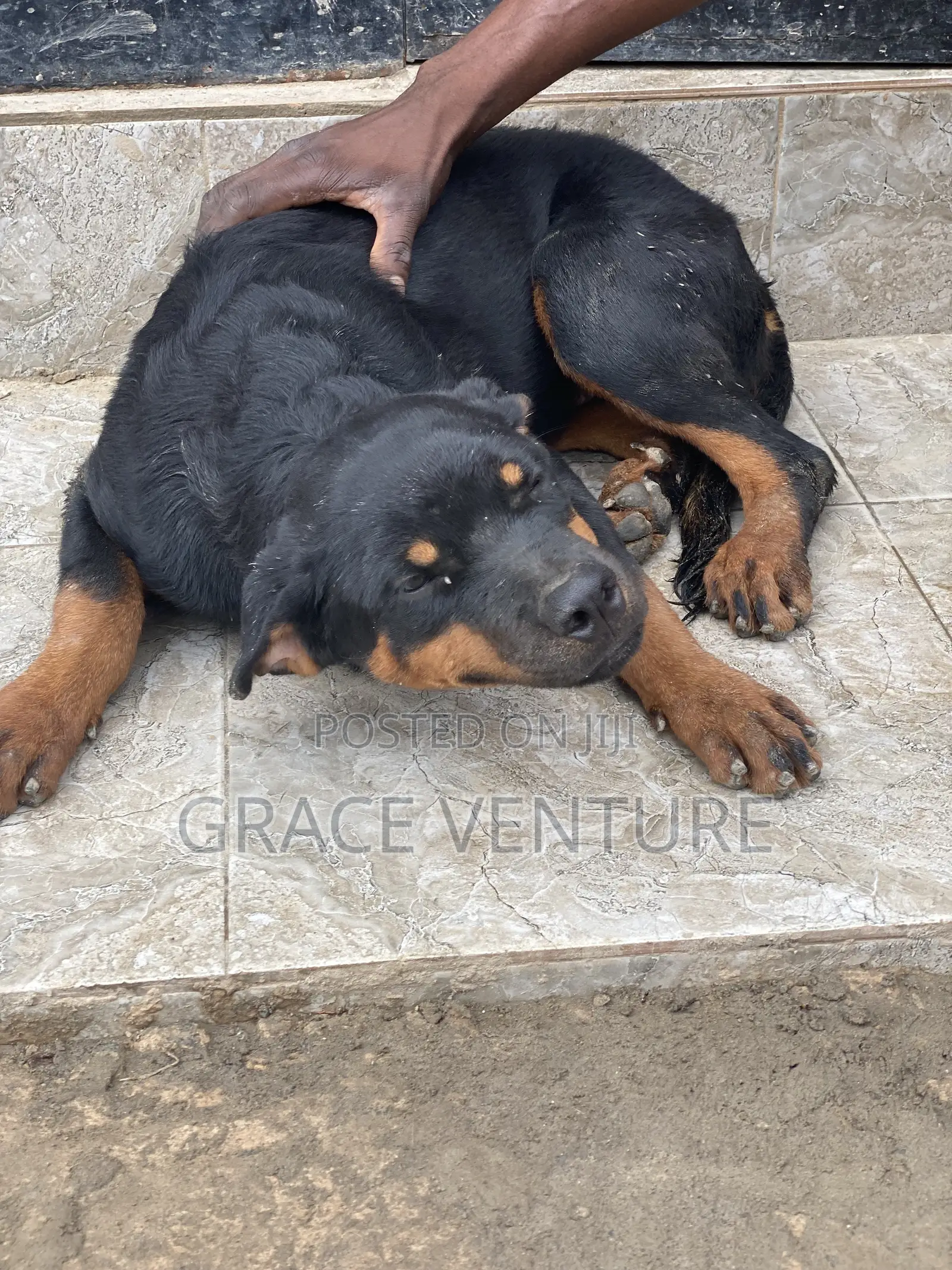 3-6 months Female Purebred Rottweiler