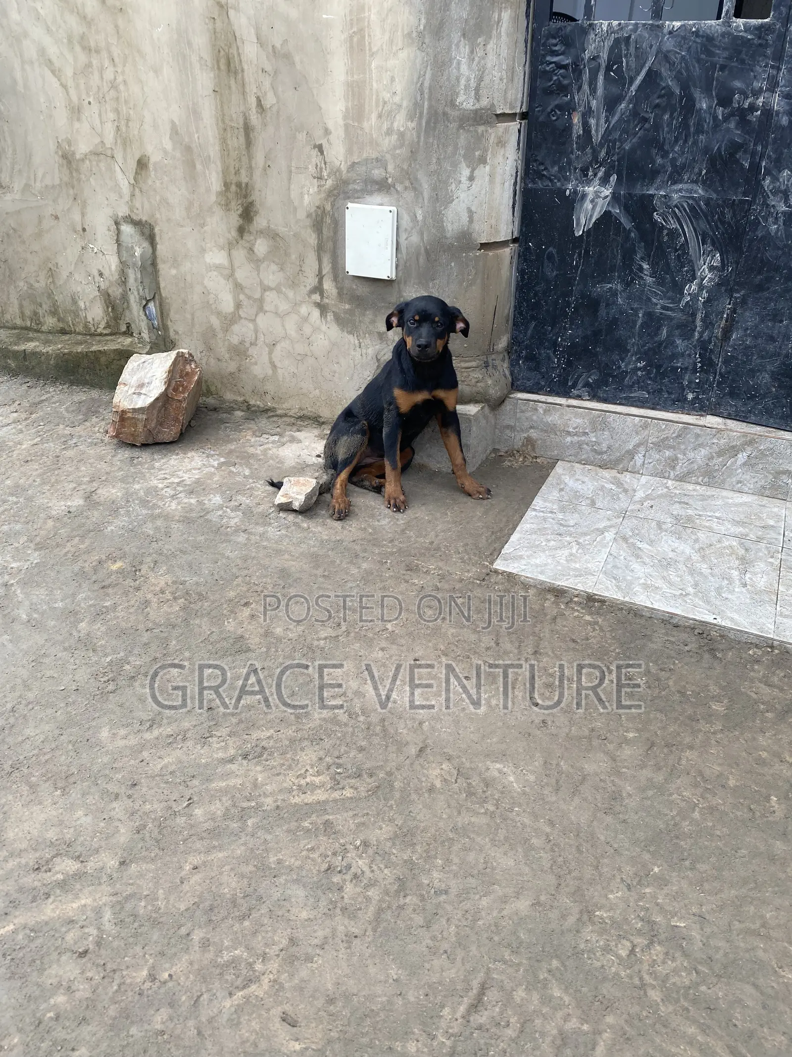 3-6 months Female Purebred Rottweiler