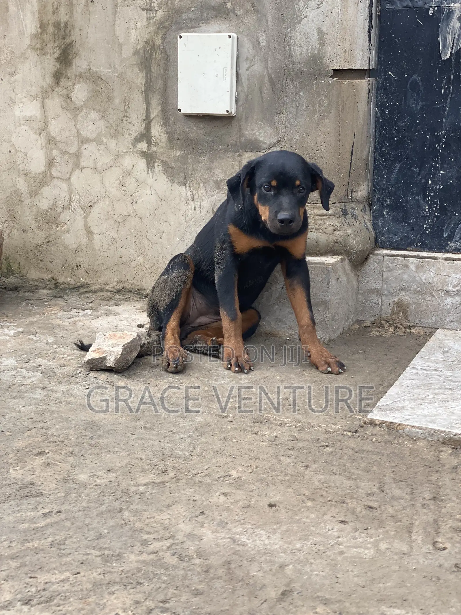 3-6 months Female Purebred Rottweiler