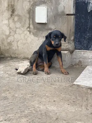 3-6 months Female Purebred Rottweiler