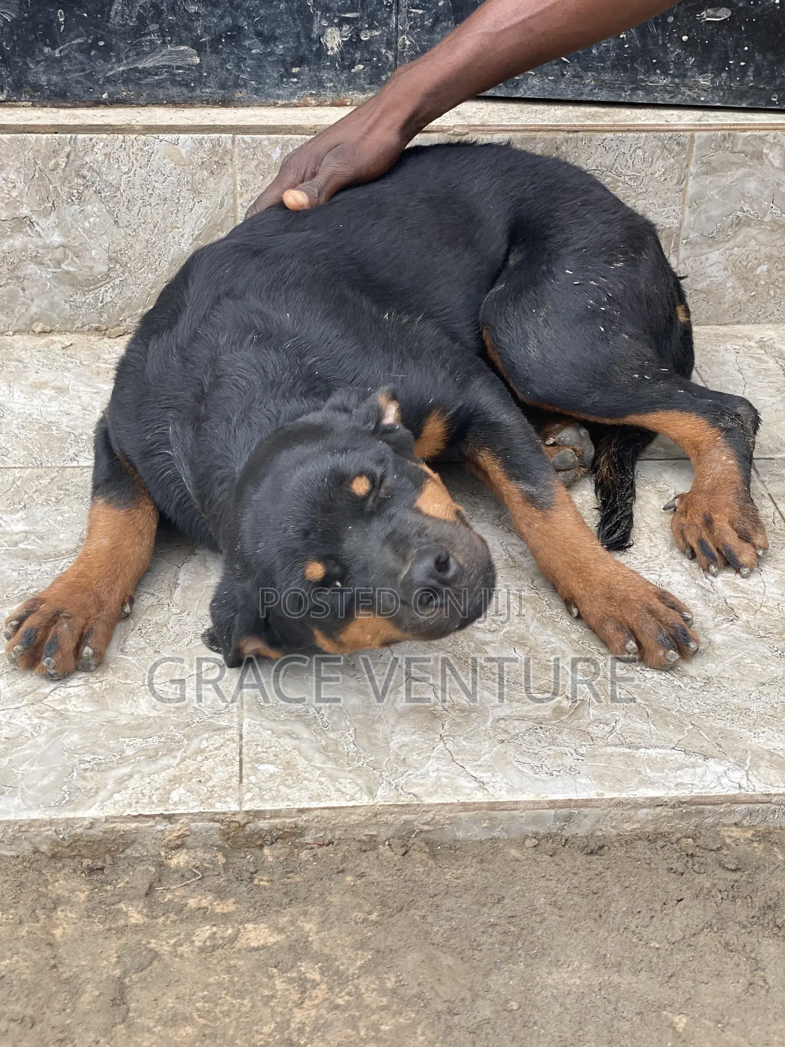 3-6 months Female Purebred Rottweiler