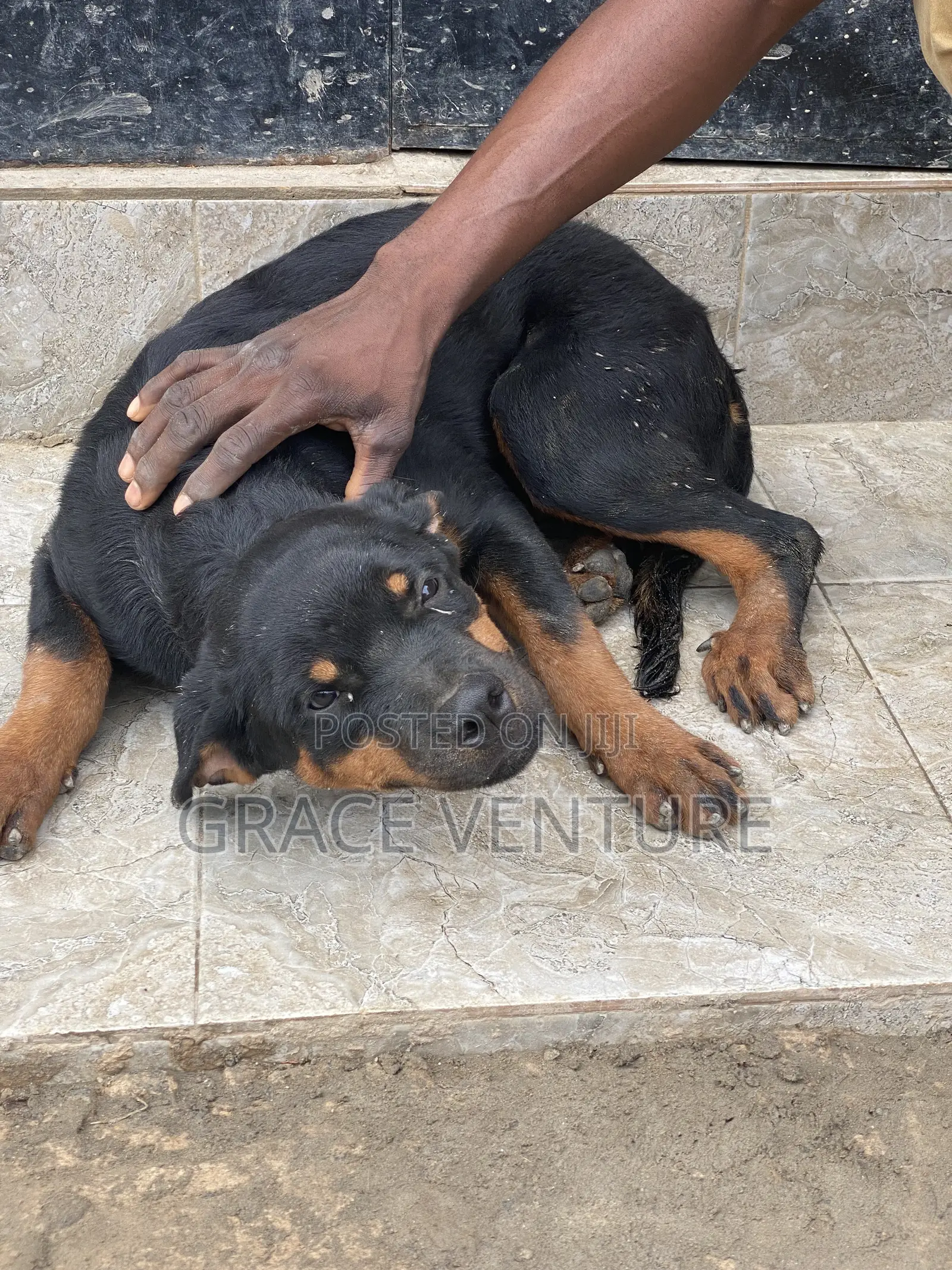 3-6 months Female Purebred Rottweiler