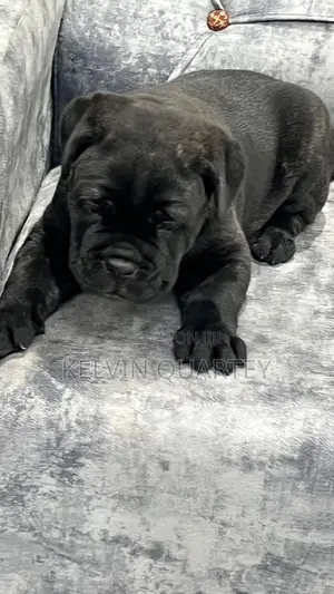 1-3 months Male Purebred Cane Corso