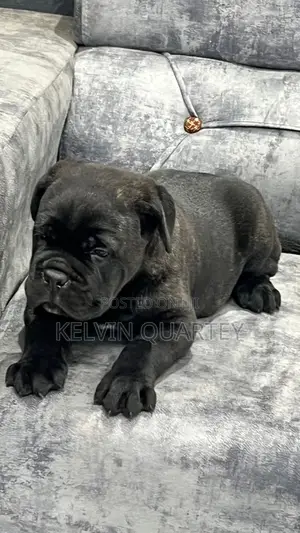 1-3 months Male Purebred Cane Corso