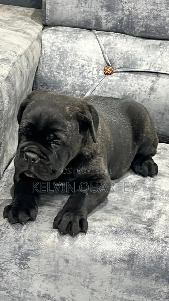 1-3 months Male Purebred Cane Corso