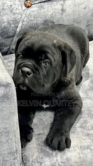 1-3 months Male Purebred Cane Corso