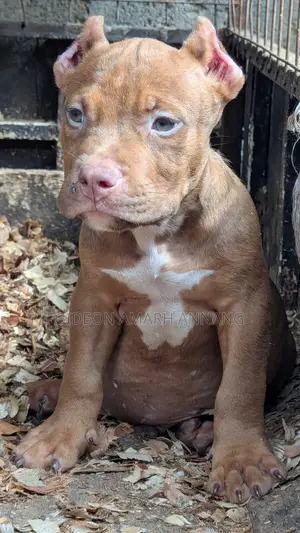 1-3 months Male Purebred American Bully