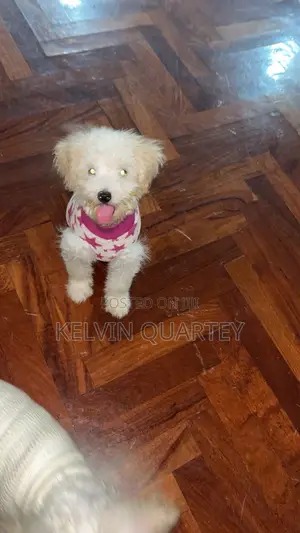 1-3 months Female Purebred Maltipoo
