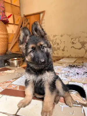 1-3 months Female Purebred German Shepherd