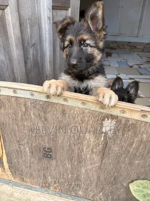1-3 months Female Purebred German Shepherd