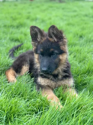 1-3 months Female Purebred German Shepherd