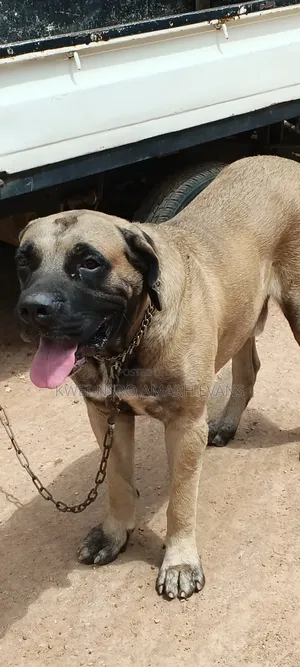 1+ year Male Purebred Boerboel