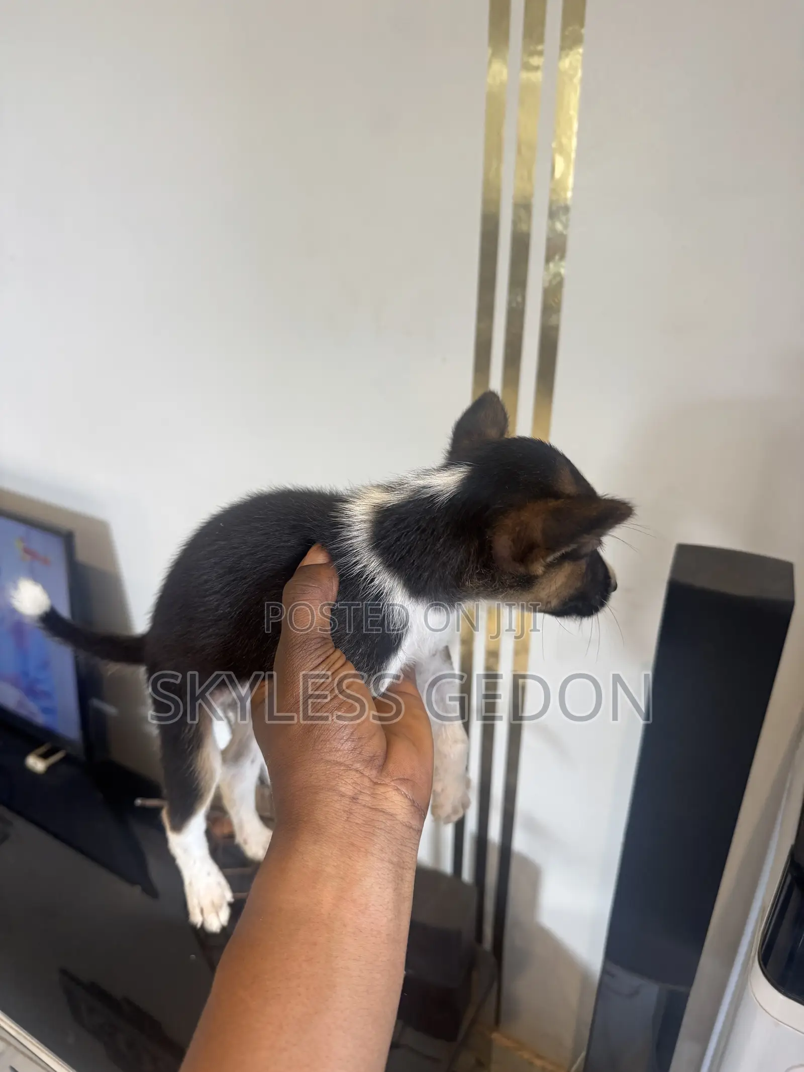 0-1 month Female Purebred Dog