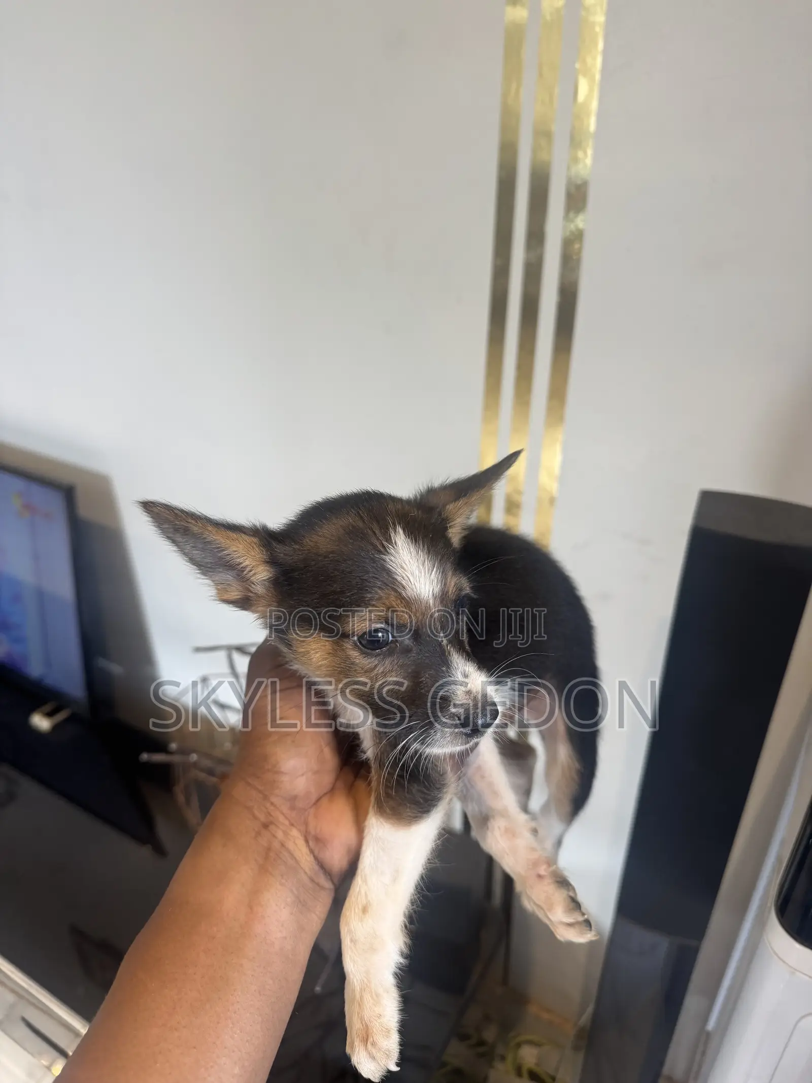 0-1 month Female Purebred Dog