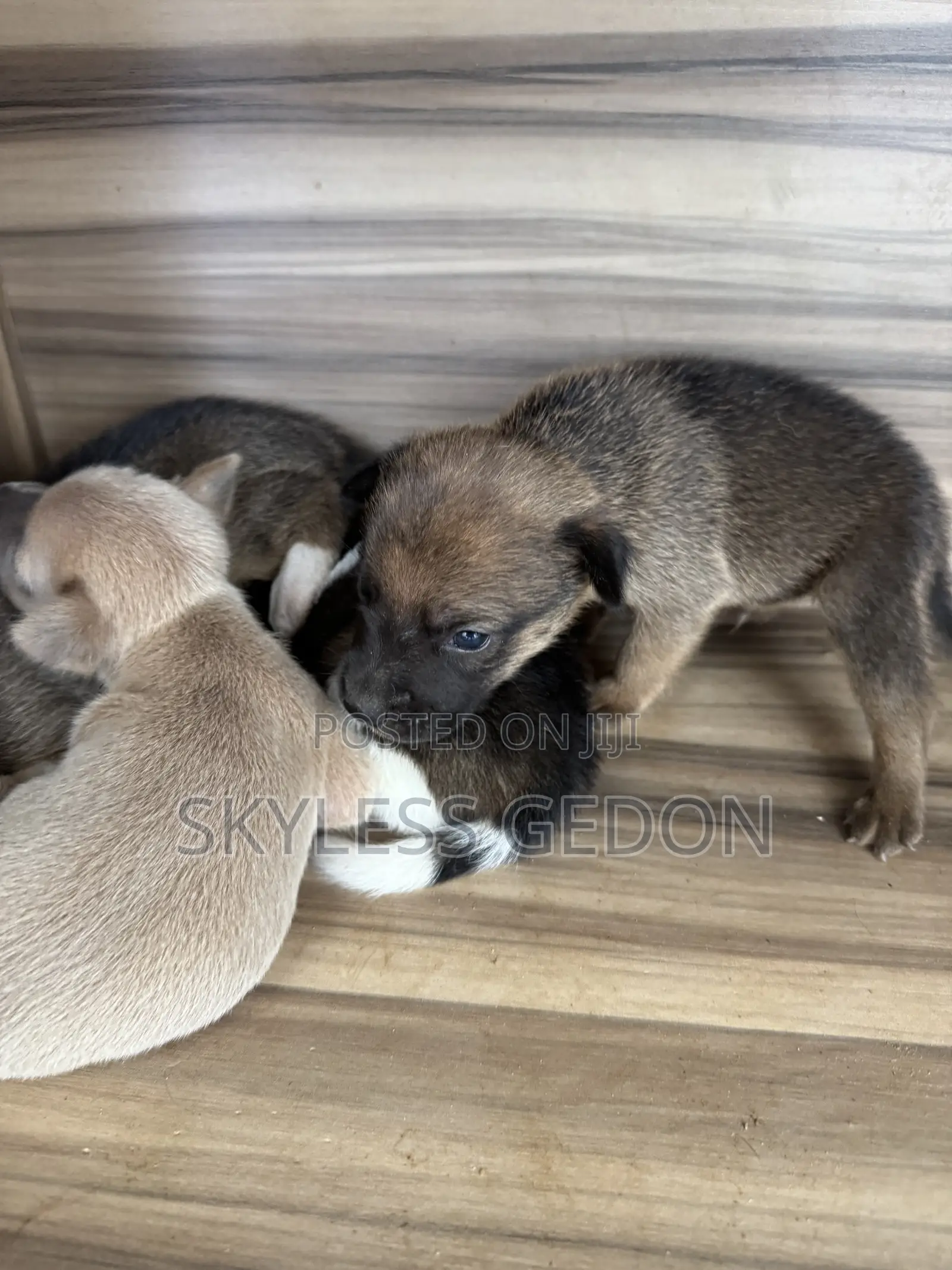 0-1 month Female Purebred Dog